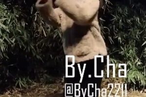 查小理桃桃丸子户外逗趣路人视频多部30.4G